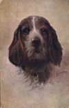 CPA Chien Chiens Chiot 