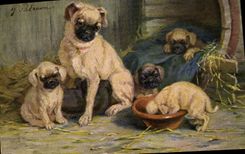 CPA Chien Chiens Chiot 