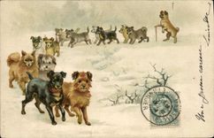 CPA Chien Chiens Chiot 