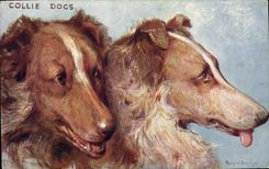 CPA Chien Chiens Chiot Collie Dogs 