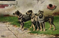 CPA Chien Chiens Chiot 