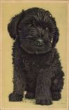 CPA Chien Chiens Chiot 