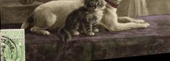 CPA Chien Chiens Chiot Chat Chaton 