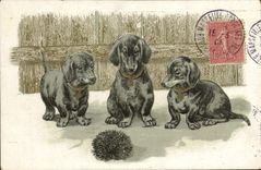 CPA Chien Chiens Chiot 