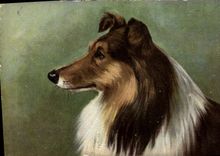 CPA Chien Chients Chiot 