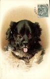 CPA Chien Chients Chiot 