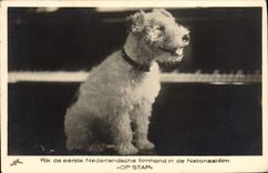 CPA Chien Chiens Chiot 