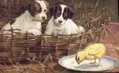 CPA Chien Chiens Chiot Poussin