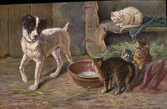 CPA Chien Chiens Chiot Chat Chats Chaton
