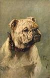 CPA Chien Chiens Chiot 