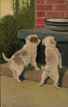 CPA Chien Chiens Chiot 