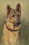CPA Chien Chiens Chiot 