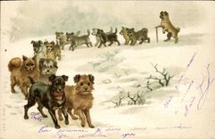 CPA Chien Chiens Chiot 