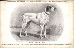 CPA Chien Chiens Chiot Race Pointer Roxane de Croutelle 1er prix field Trials de Normandie M le Vicomte de Lauriston