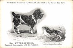 Vintage Postcard Dog Dogs Pup Race Toilets Spaniel Spaniel of English water Fleury