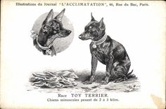 Vintage Postcard Chien Dogs Pup Race Toy tiny Terrier Chiens of 2 has 3 kilos