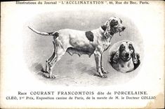 Vintage Postcard Dog Dogs Pup Race Current Francomtois known as of Porcelain Cleo