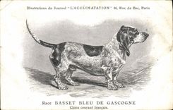 Vintage Postcard Dog Dogs Pup Race Blue Basset hound of Gascogne French current Dog