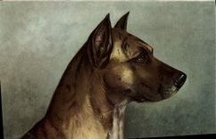 CPA Chien Chiens Chiot 