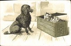 CPA Chien Chiens Chiot Chats Chat