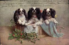 CPA Chien Chiens Chiot 
