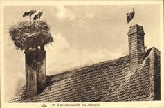 Vintage Postcard Alsace Folklore storks in Alsace
