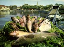 CPM Les poissons et la recette de la vraie Bouillabaisse