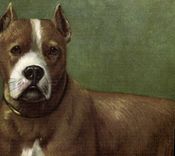 CPA Chien Chiens Chiot 