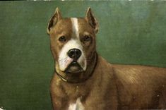 CPA Chien Chiens Chiot 