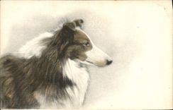 CPA Chien Chiens Chiot 