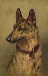 CPA Chien Chiens Chiot 
