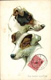 CPA Chien Chiens Chiot Fox terrier a poil ras