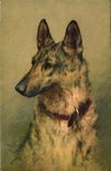 CPA Chien Chiens Chiot 