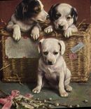 CPA Chien Chiens Chiot 