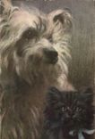 CPA Chien Chiens Chiot Chat Chaton