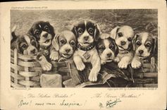 CPA Chien Chiens Chiot The seven brothers