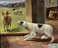 CPA Chien Chiens Chiot 