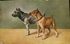 CPA Chien Chiot Chiens 