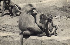 CPA Singe Parc zoologique du Bois de Vincennes Paris Zoo Une famille de singes Hamadryas