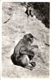 CPA Singe Blida Un vieil habitue du ruisseau des singes