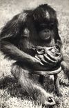 CPA Singe Femelee chimpanze et son petit 