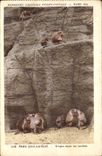 CPA Singe Paris Exposition coloniale internationale 1931 Parc zoologique Singes dans les rochers
