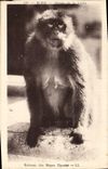 CPA Singe Blida Gorges de la Chiffa Ruisseau des singes Zigomar