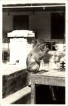 CPA Singe Blida Type de singe en liberte
