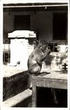 CPA Singe Blida Type de singe en liberte