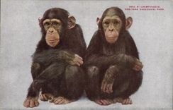 CPA Singe Chimpanzees New York zoological Park Zoo
