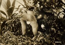 CPA Singe Baboon