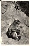 CPA Singe Blida Un vieil habitue du Ruisseau des singes