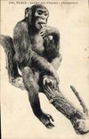 CPA Singe Paris Jardin des Plantes Chimpanze