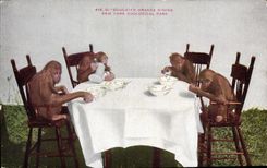 CPA Singe Educated Orangs Dining New York zoological Park Zoo